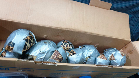 These poor turtles were among the 1,529 found in an international airport in Manila, Philippines.